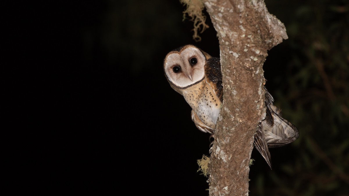 Australian Masked-Owl - ML642461770