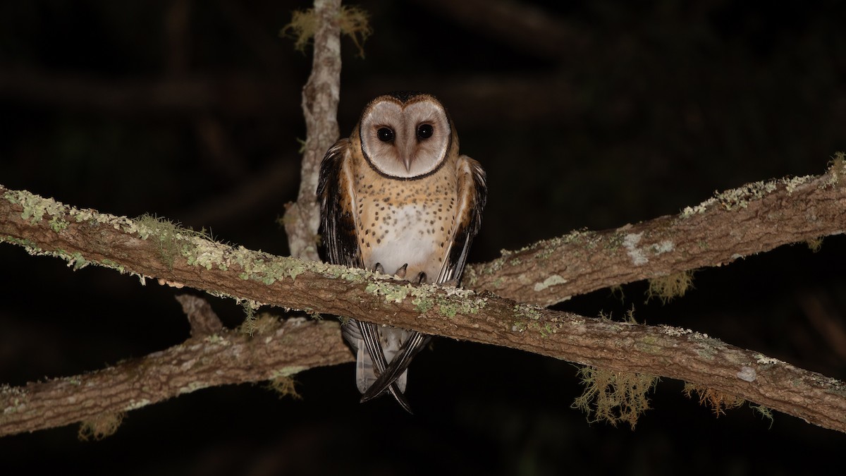 Australian Masked-Owl - ML642461771