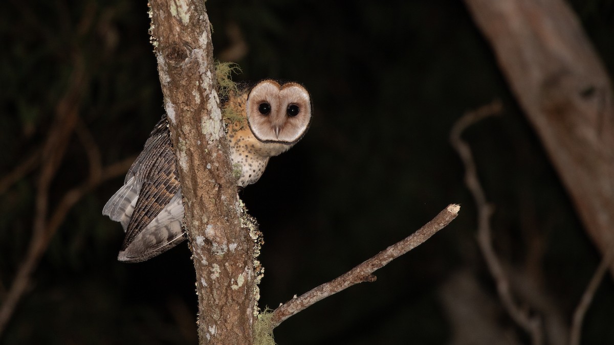 Australian Masked-Owl - ML642461772