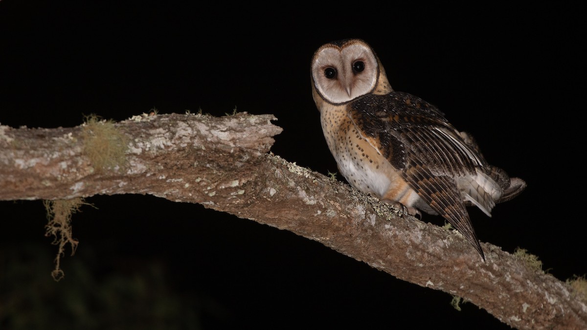 Australian Masked-Owl - ML642461773