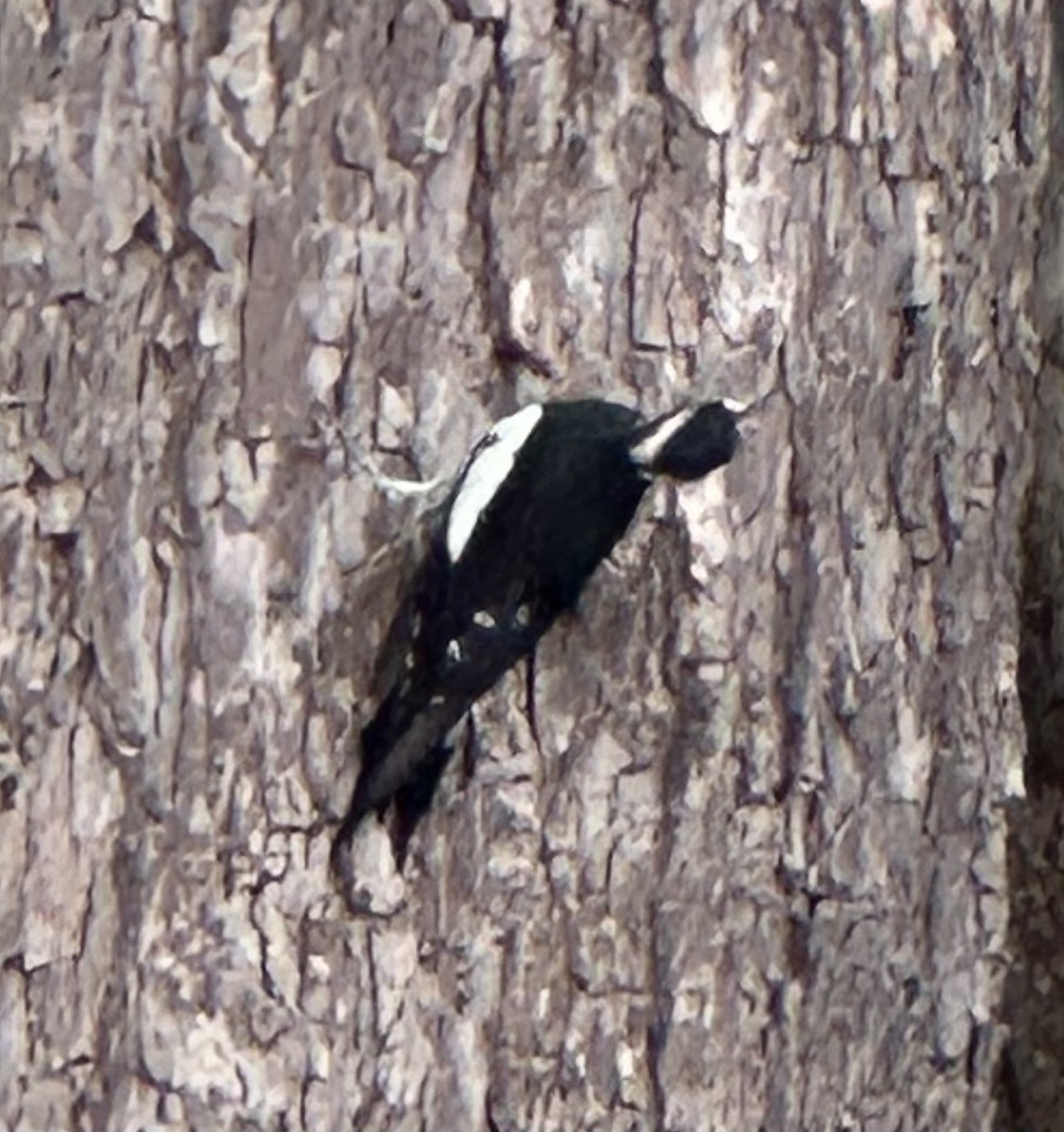 Williamson's Sapsucker - ML642461777