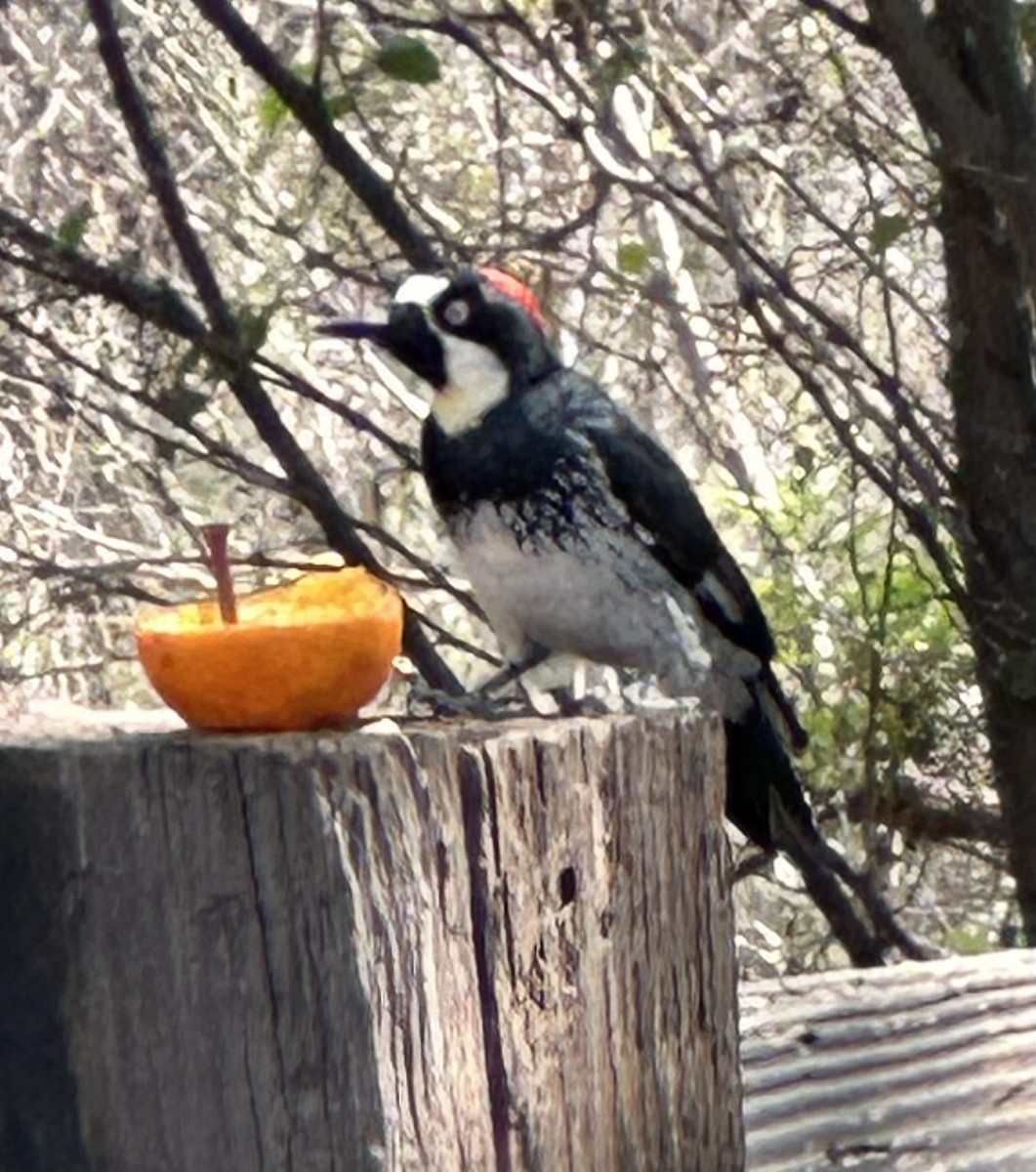 Acorn Woodpecker - ML642461783