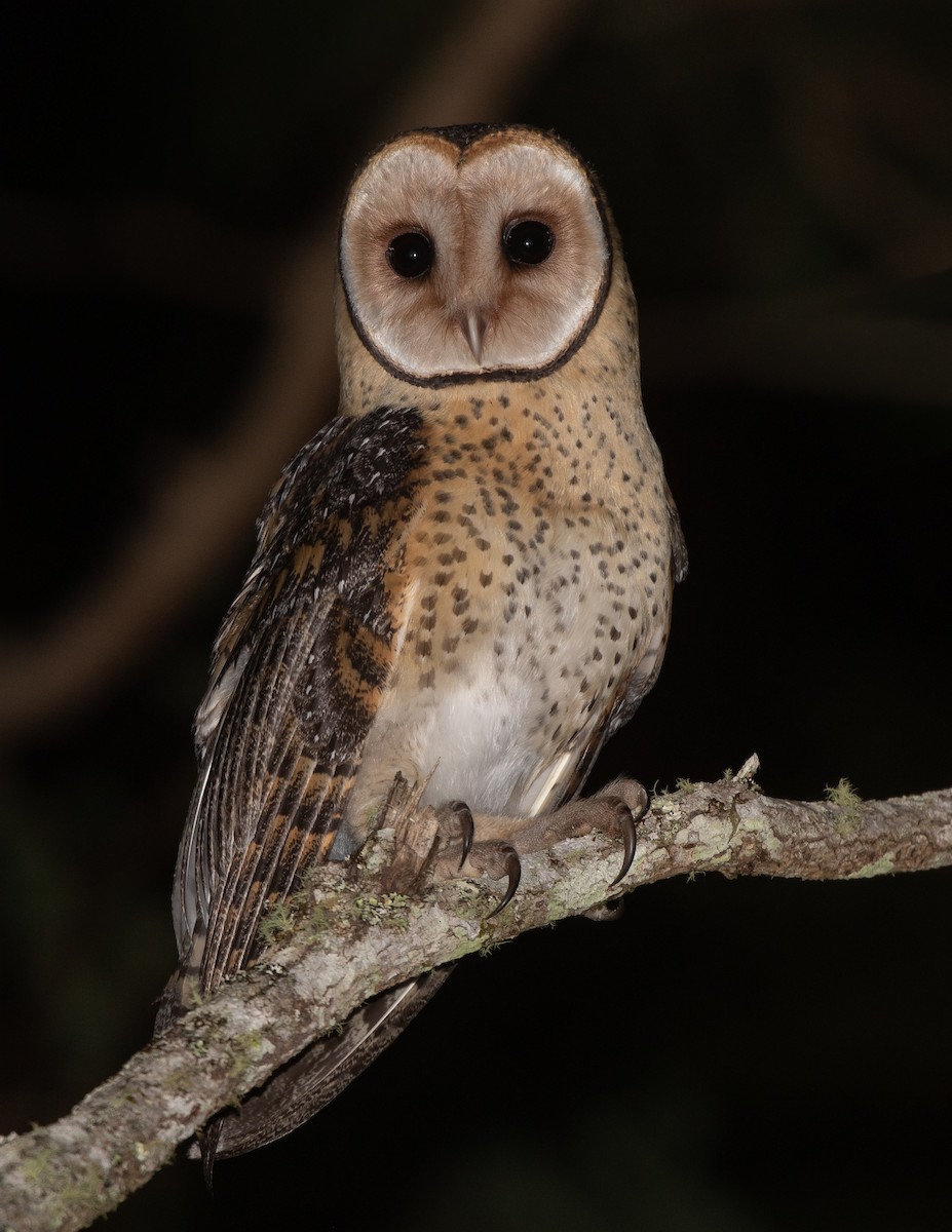 Australian Masked-Owl - ML642461799