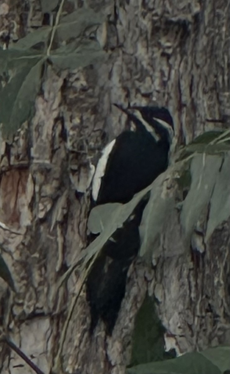 Williamson's Sapsucker - ML642461803