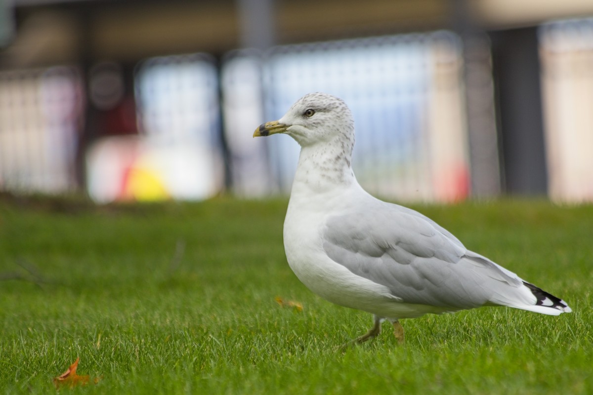 Ring-billed Gull - ML642461807