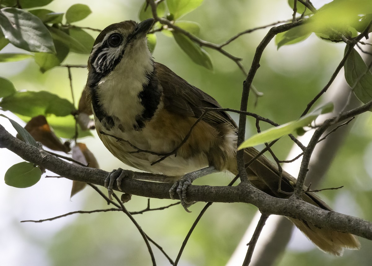 Greater Necklaced Laughingthrush - ML642461832
