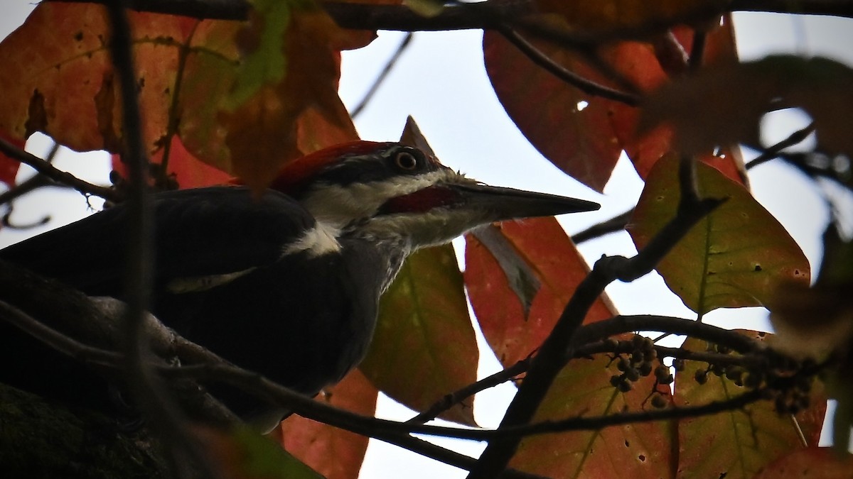 Pileated Woodpecker - ML642461841