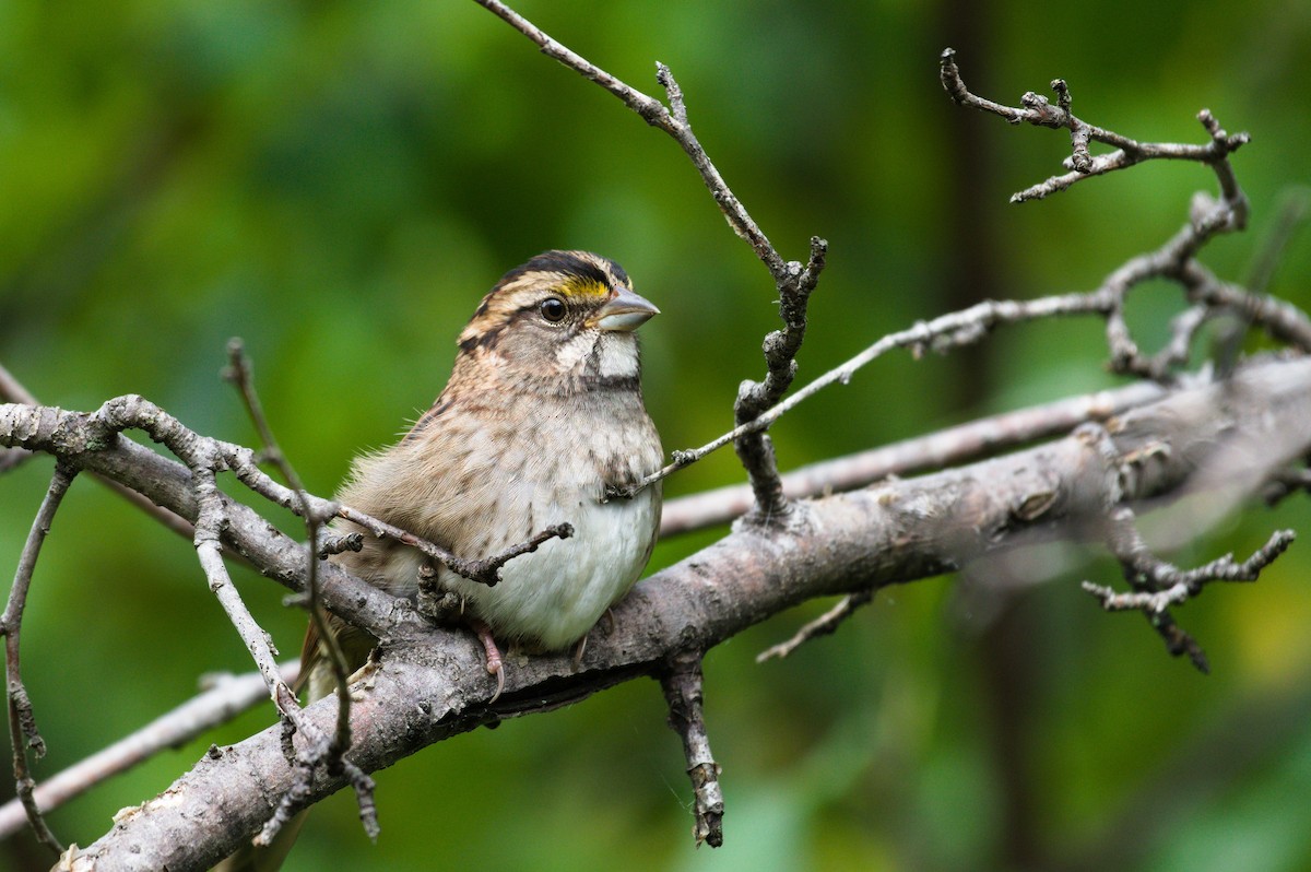 White-throated Sparrow - ML642461844