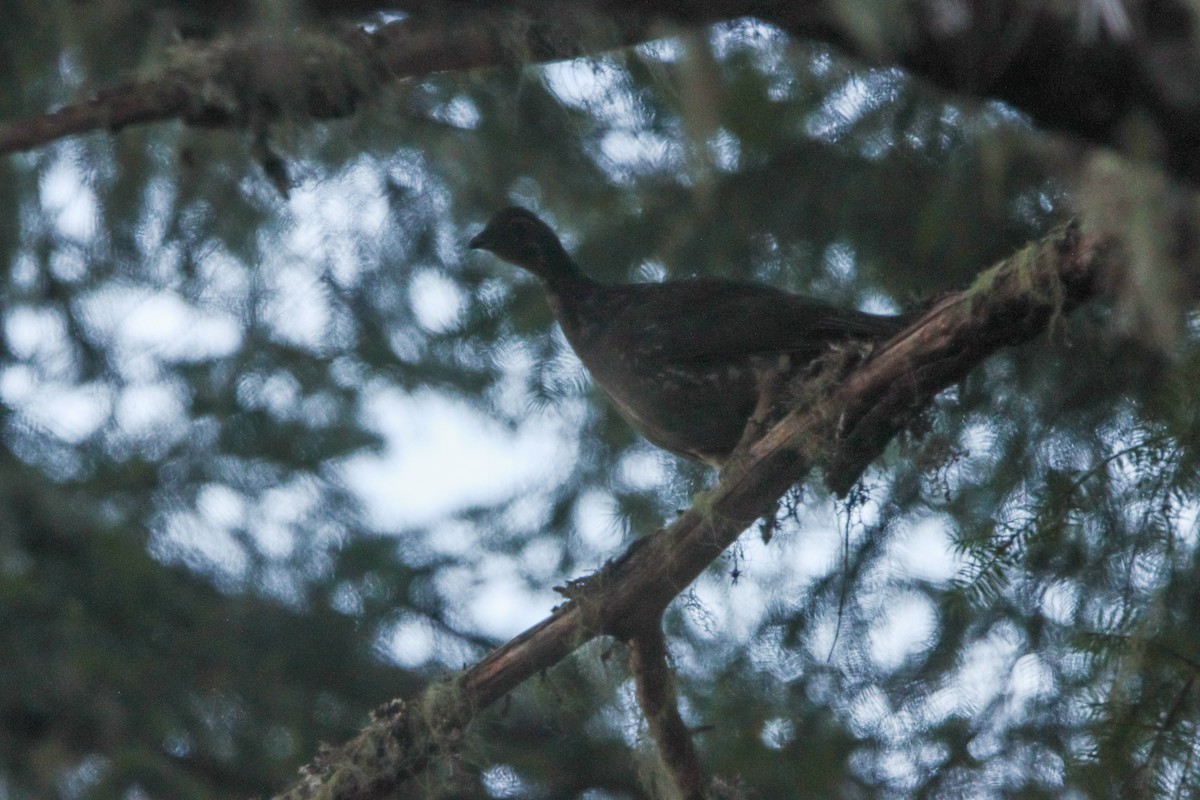 Sooty Grouse - ML642461850