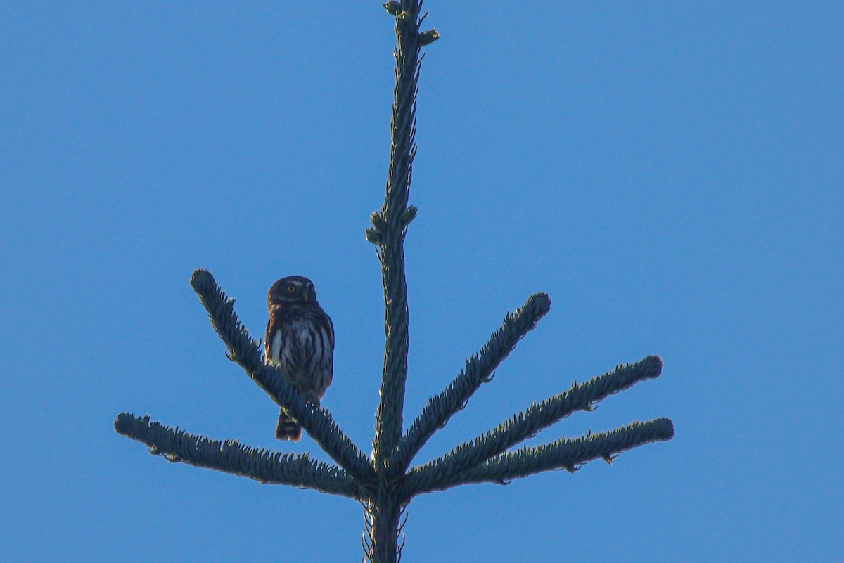 Northern Pygmy-Owl - ML642461854