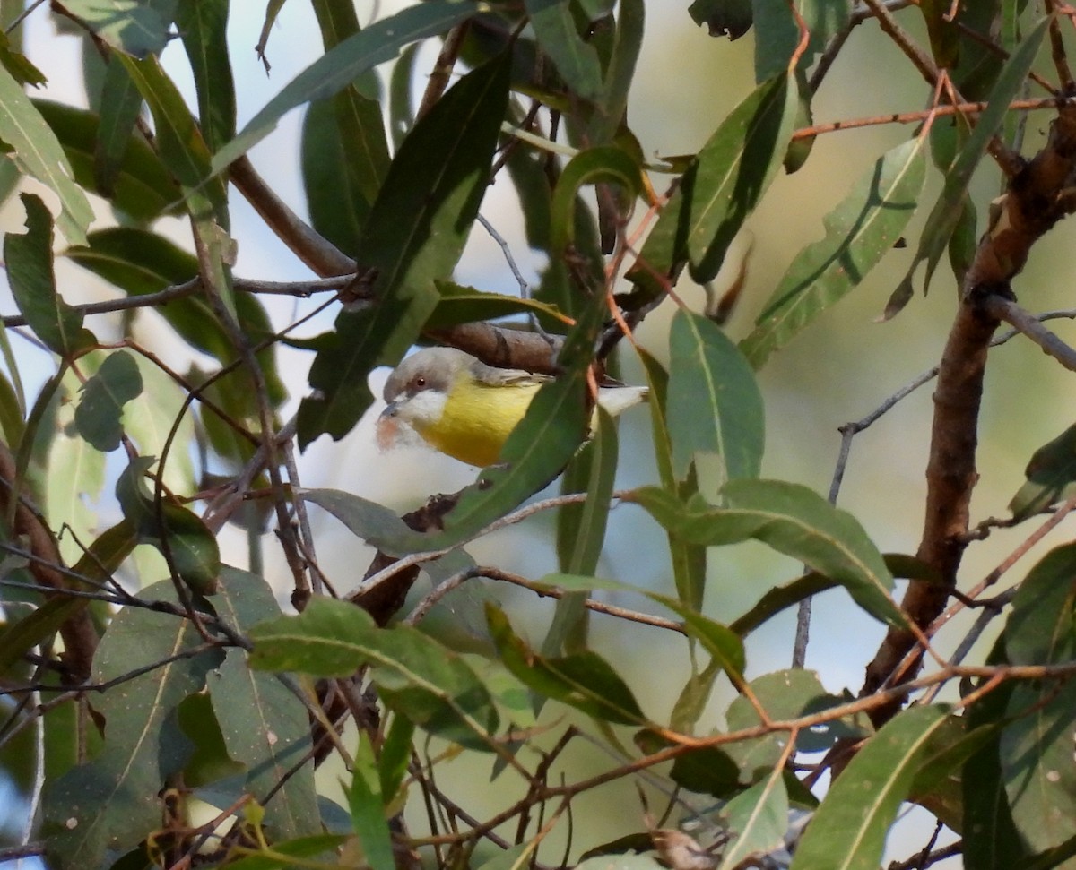 White-throated Gerygone - ML642461866