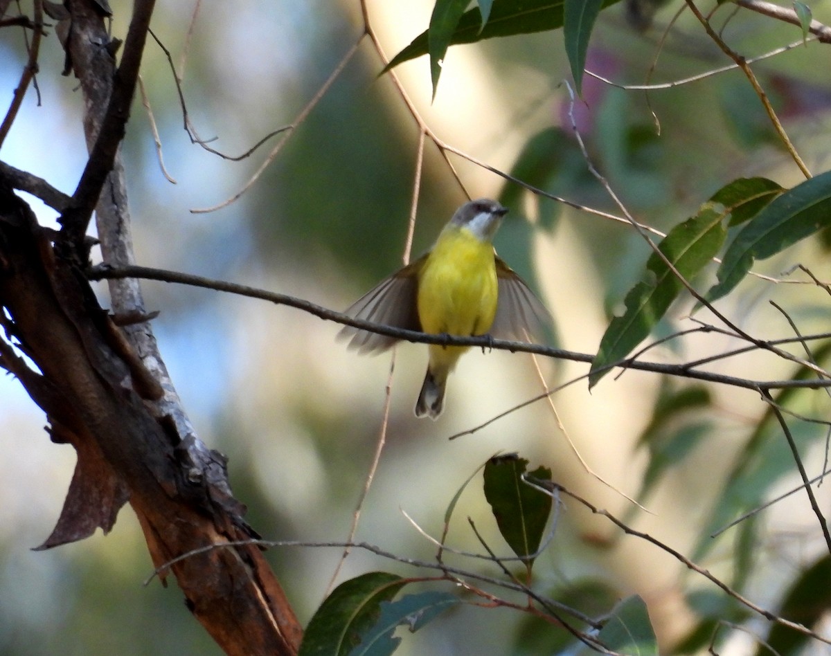 White-throated Gerygone - ML642461870