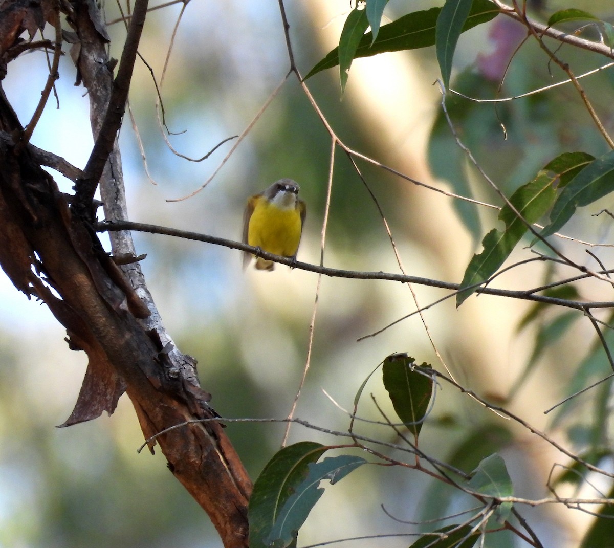 White-throated Gerygone - ML642461871