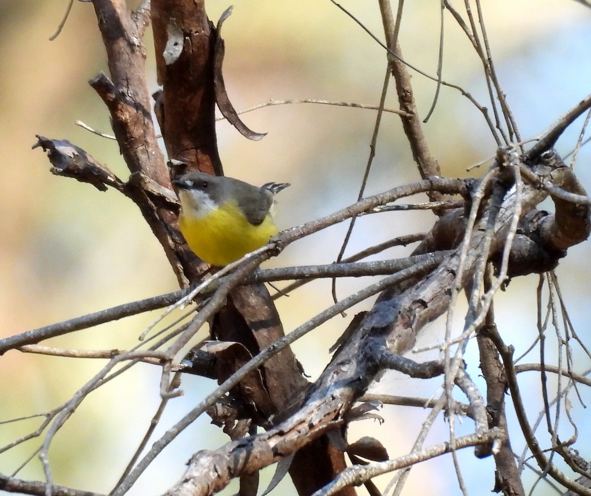 White-throated Gerygone - ML642461878