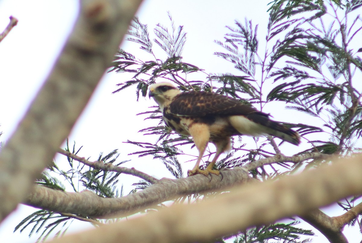 Gray-lined Hawk - ML642461882