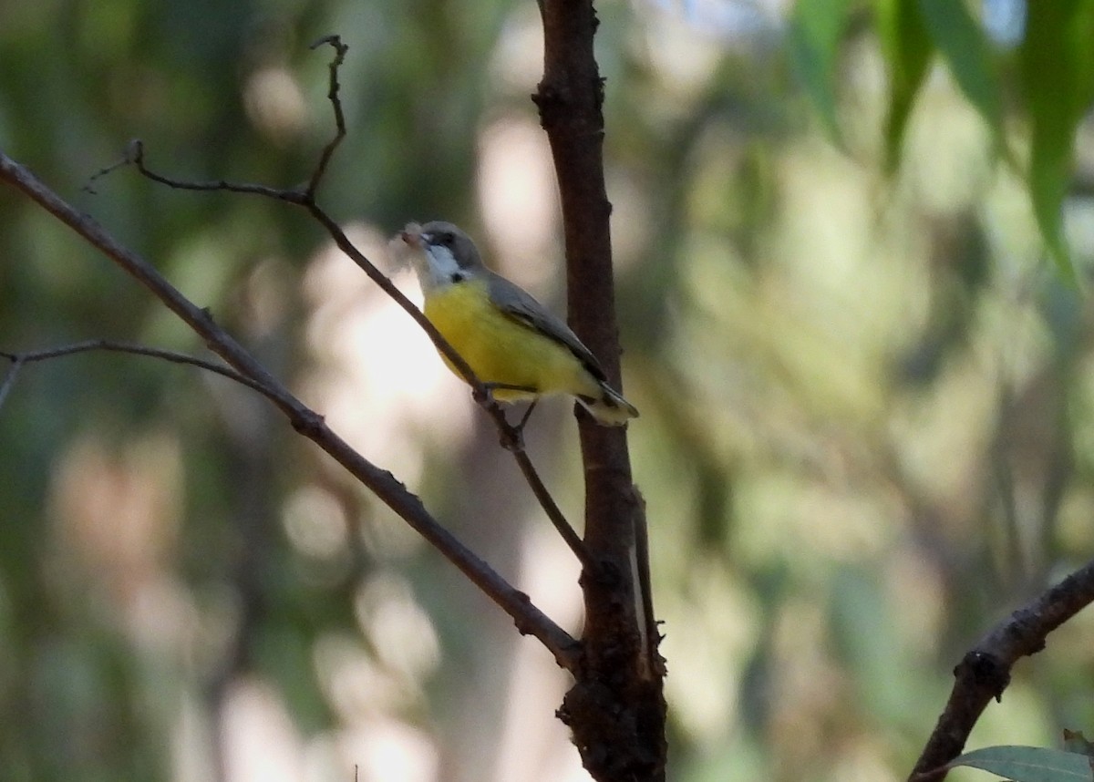 White-throated Gerygone - ML642461884