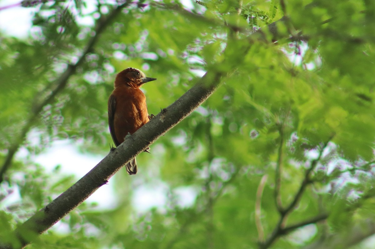 Chestnut Piculet - ML642461892