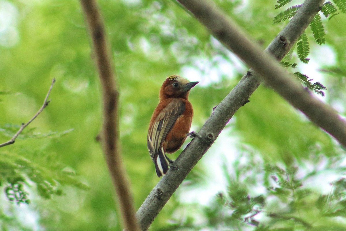 Chestnut Piculet - ML642461893