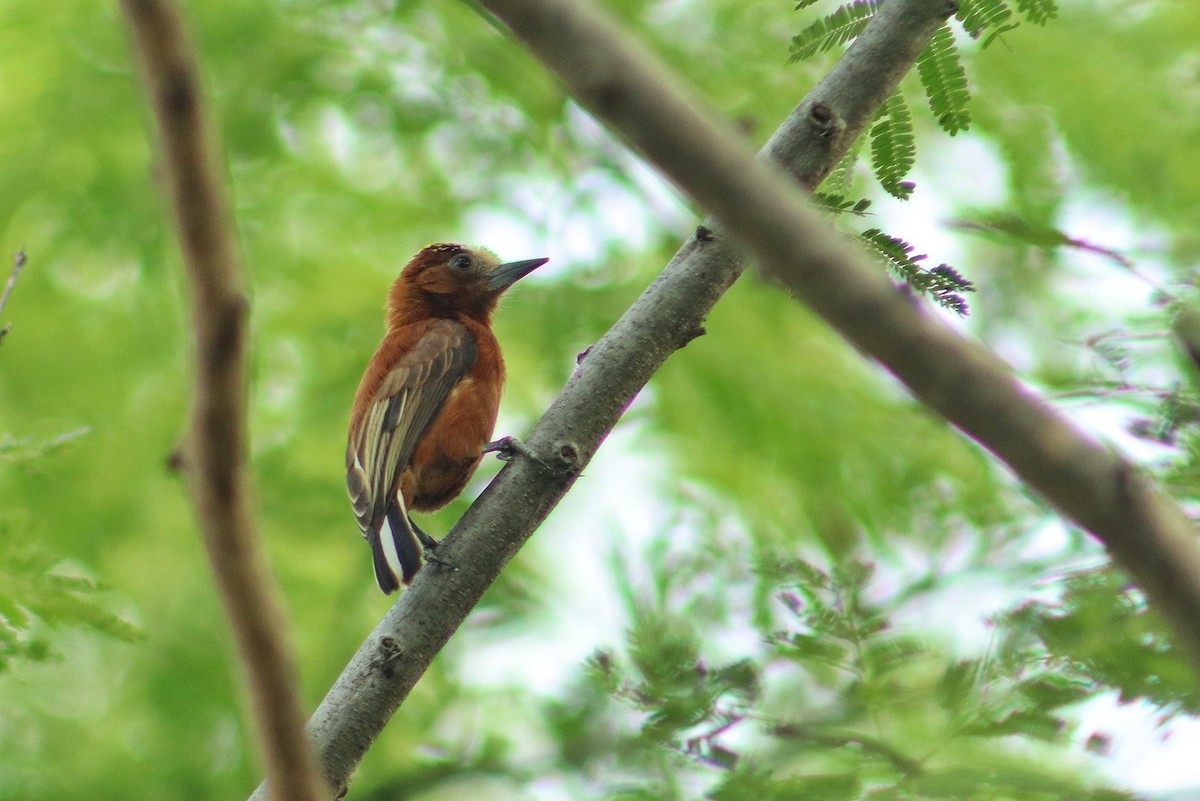 Chestnut Piculet - ML642461894