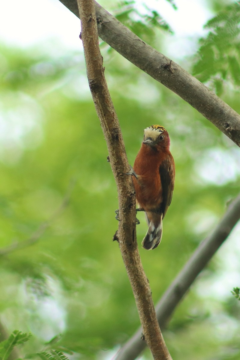 Chestnut Piculet - ML642461895