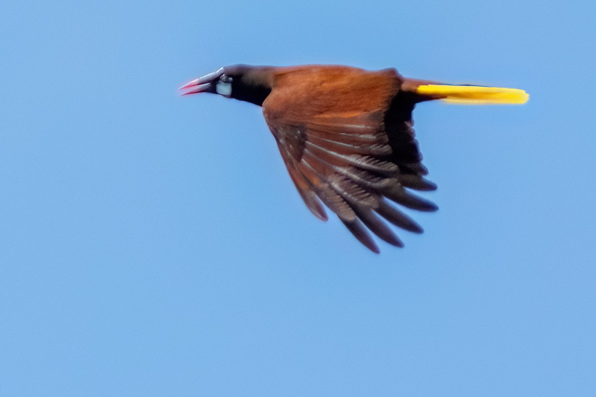 Cassique de Montezuma - ML642461896
