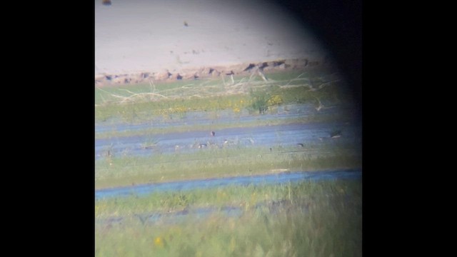 Marbled Godwit - ML642461910
