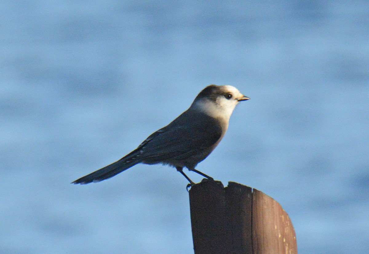 Canada Jay - ML642461934