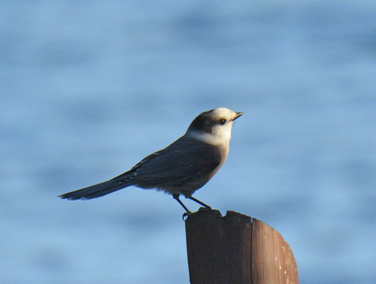 Canada Jay - ML642461935