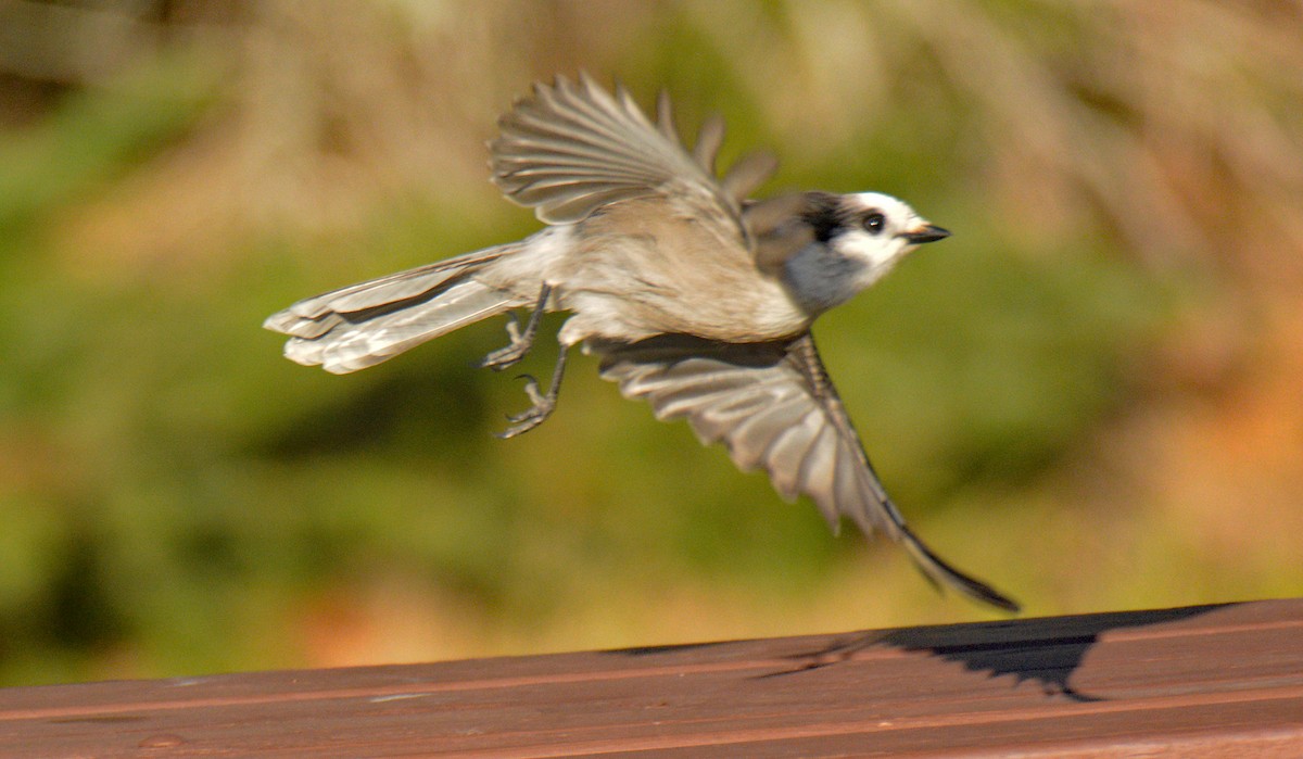 Canada Jay - ML642461936