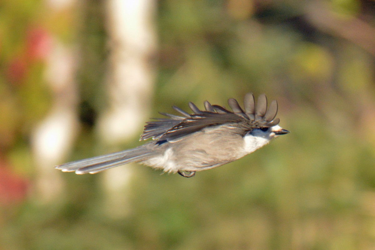 Canada Jay - ML642461937