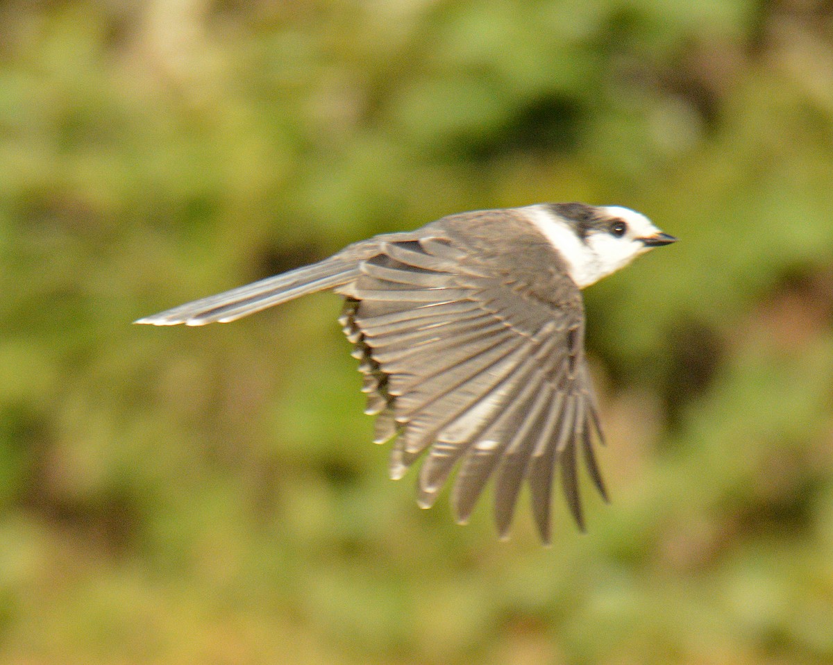 Canada Jay - ML642461938