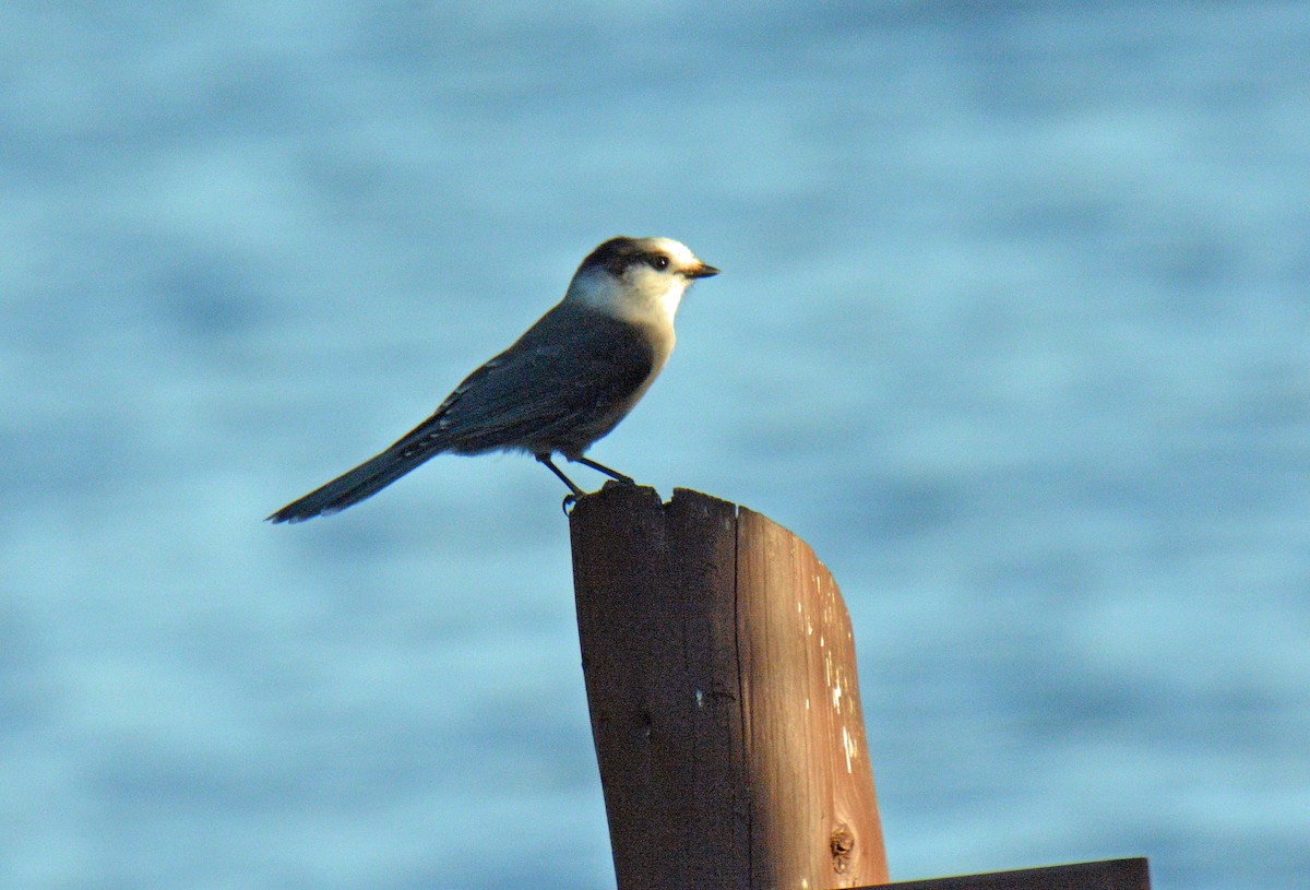 Canada Jay - ML642461939