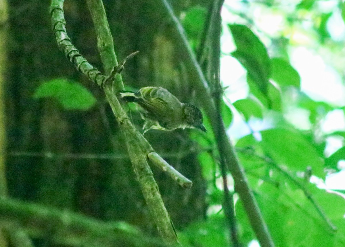 Olivaceous Piculet - ML642461952