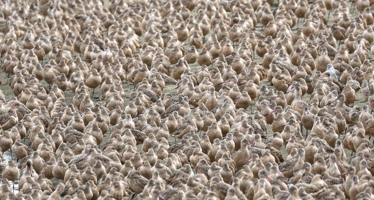 Marbled Godwit - ML642461961