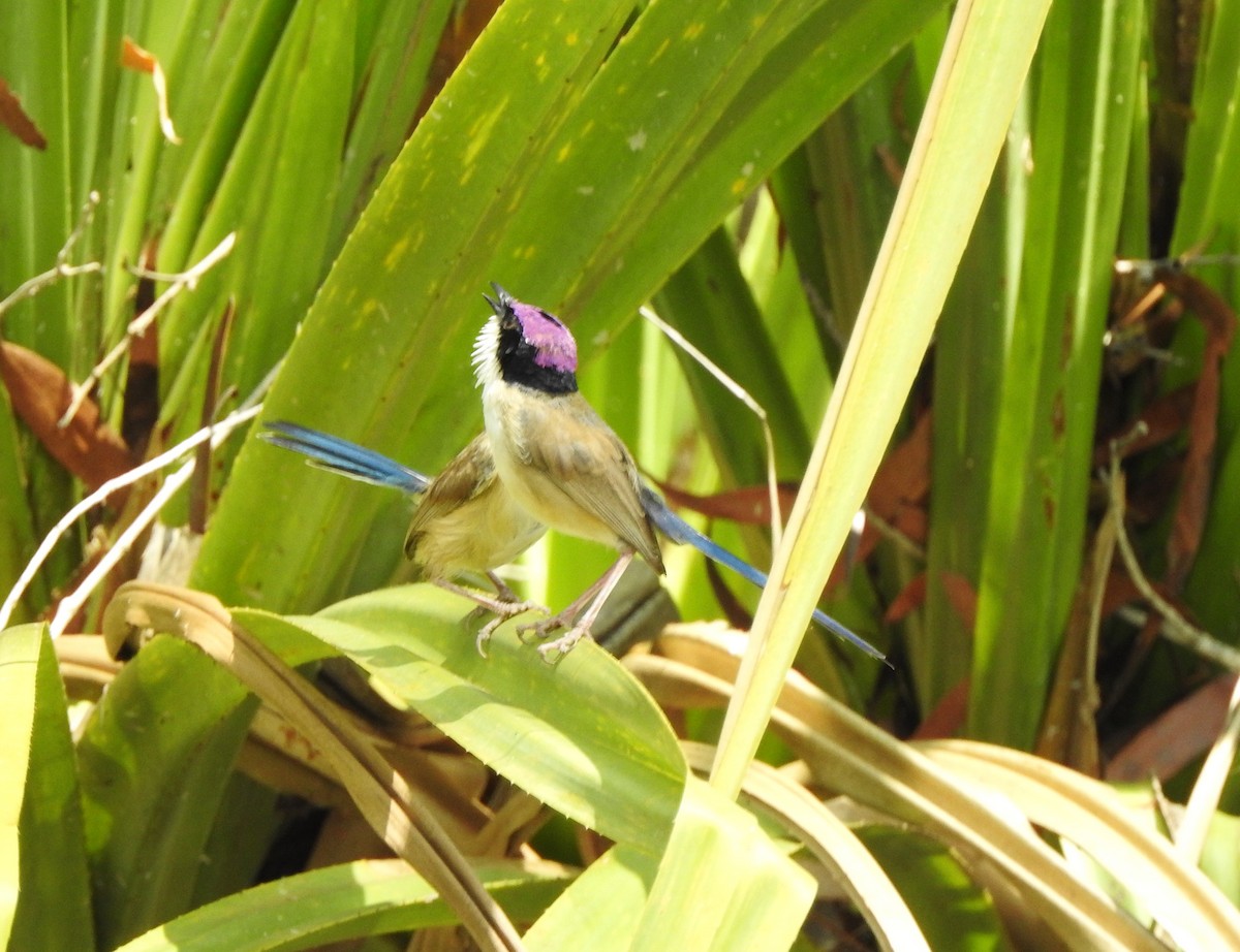 Purple-crowned Fairywren - ML642461963