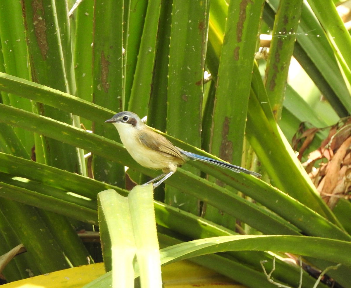 Purple-crowned Fairywren - ML642461966