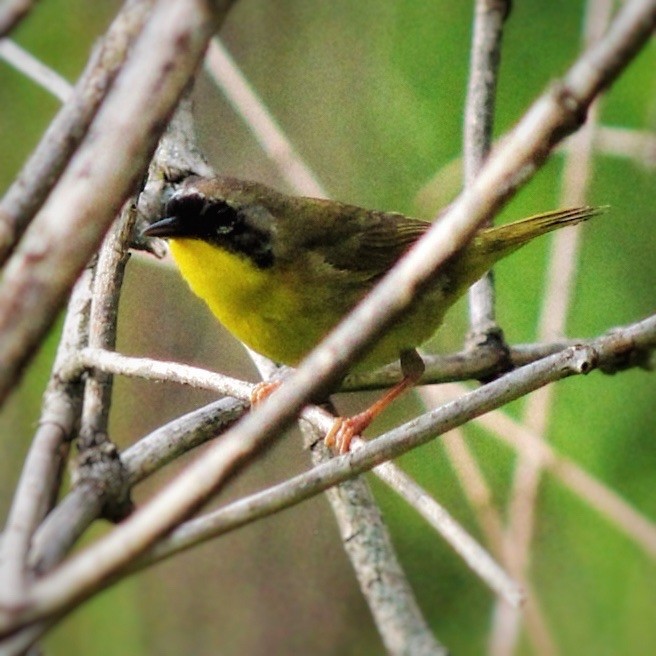 Common Yellowthroat - ML642461977