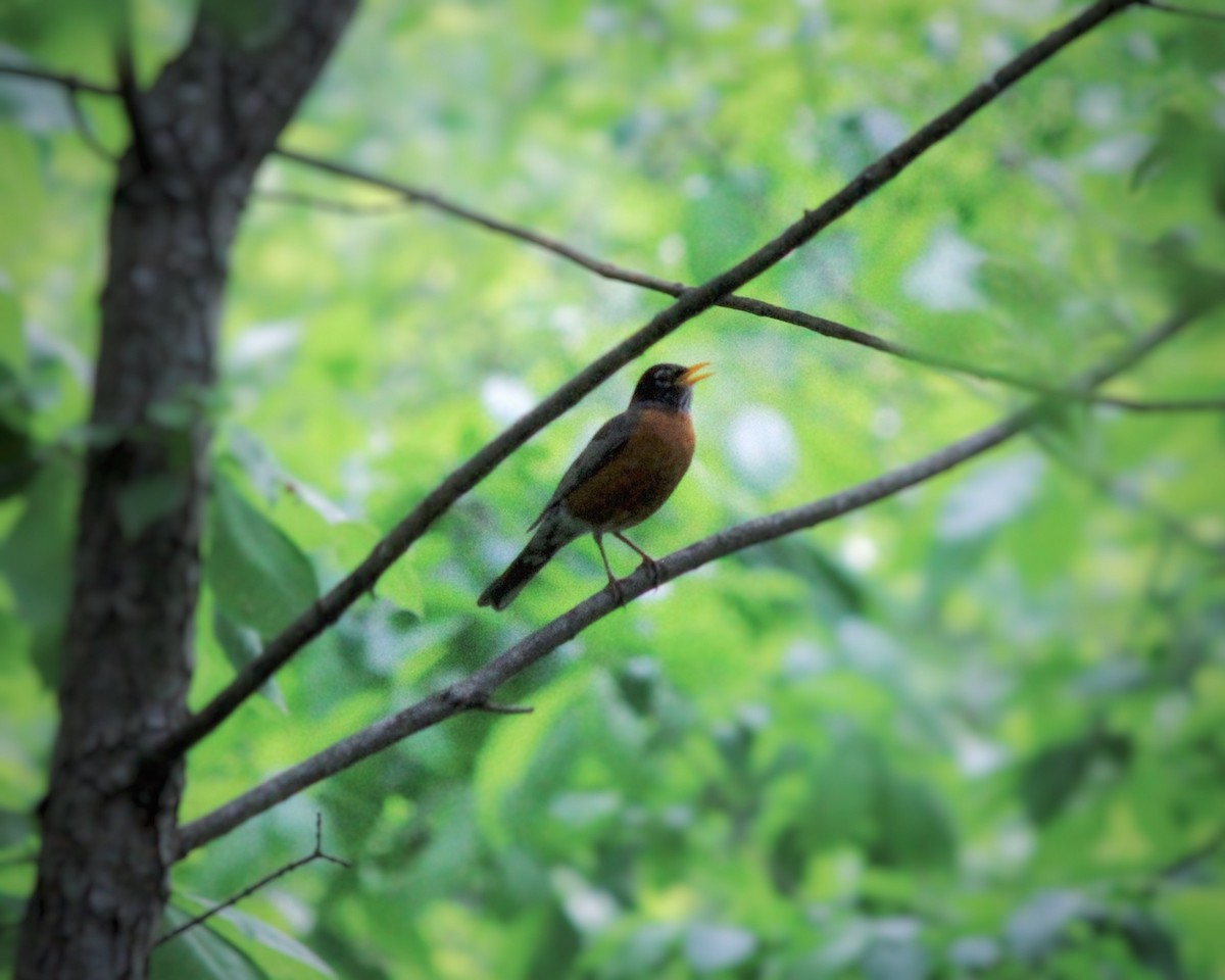 American Robin - ML642461979
