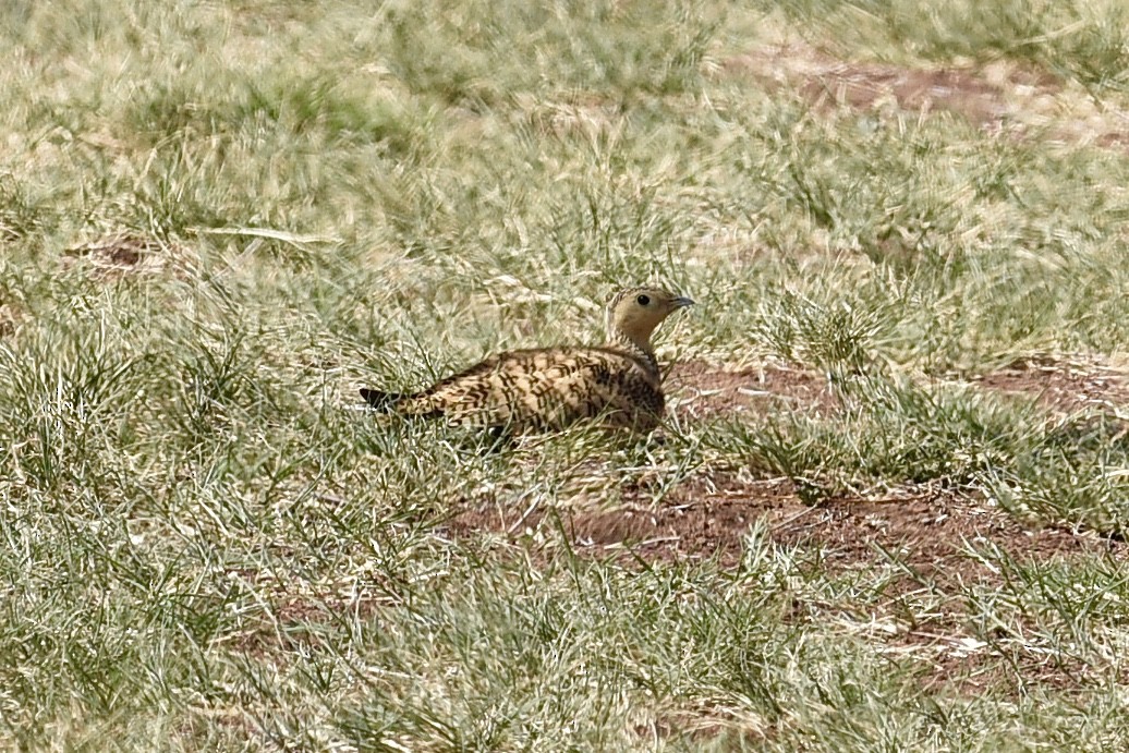 Chestnut-bellied Sandgrouse - ML642461992