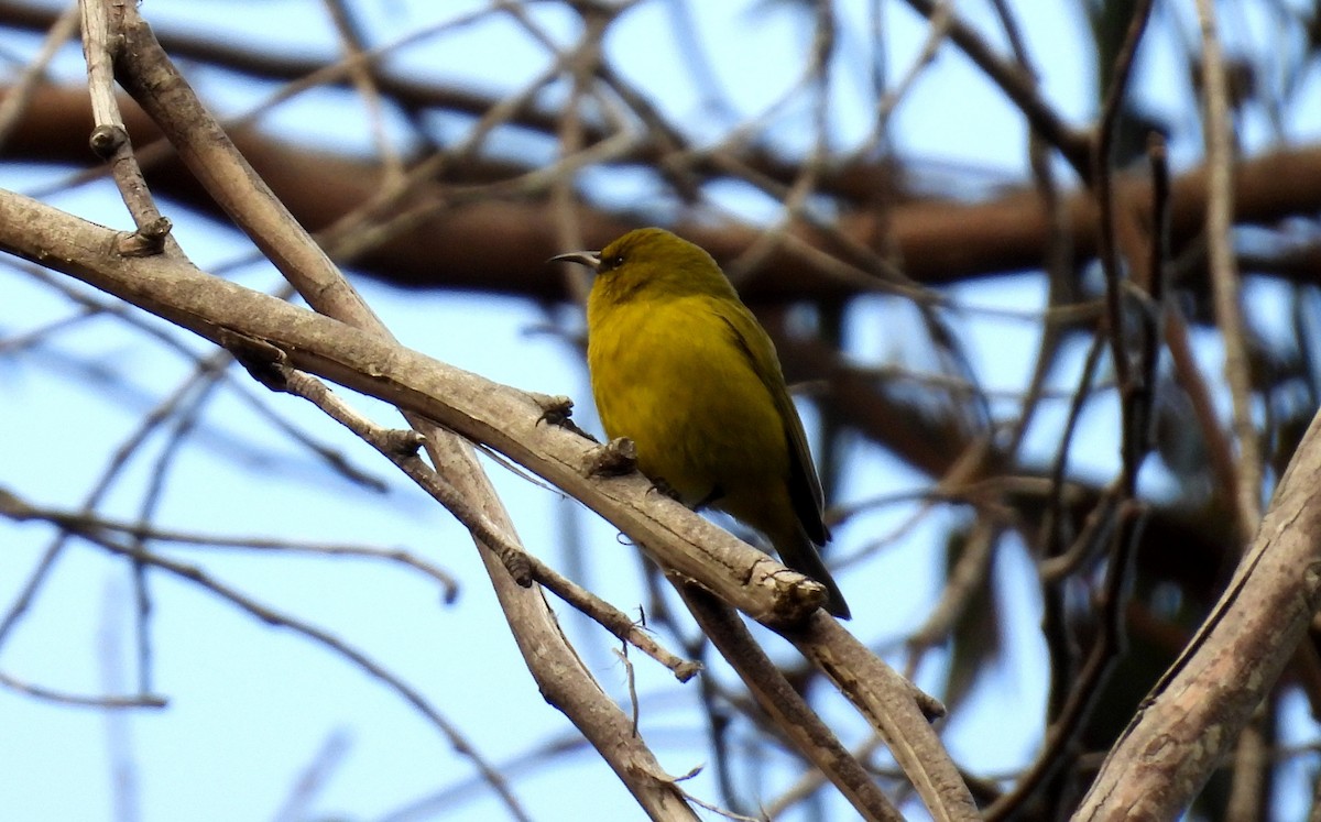 smalnebbamakihi - ML642461993