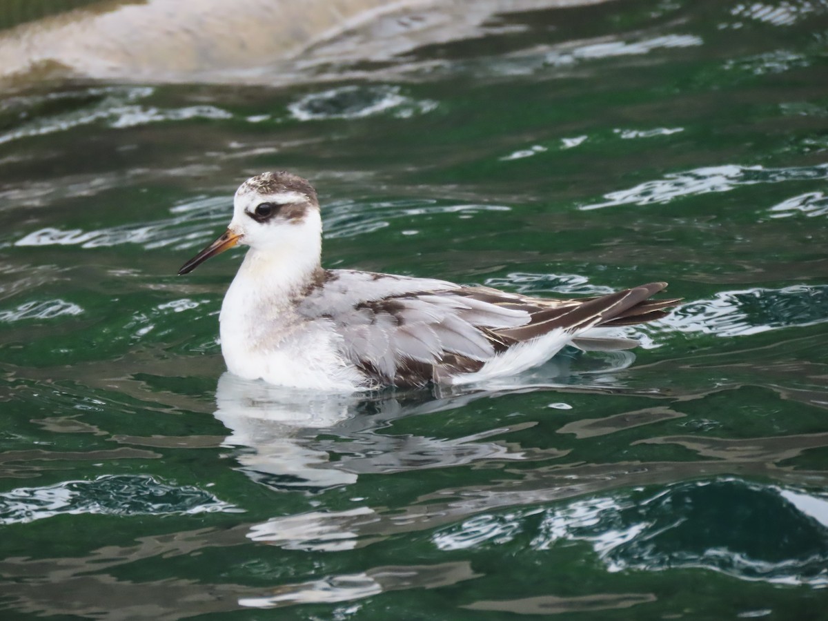 Red Phalarope - ML642462005