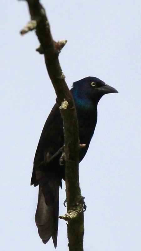 Common Grackle - ML642462008