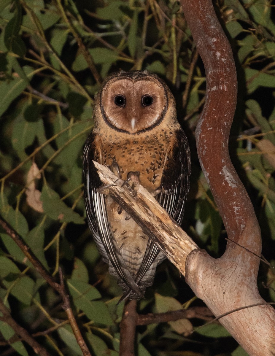 Australian Masked-Owl - ML642462047