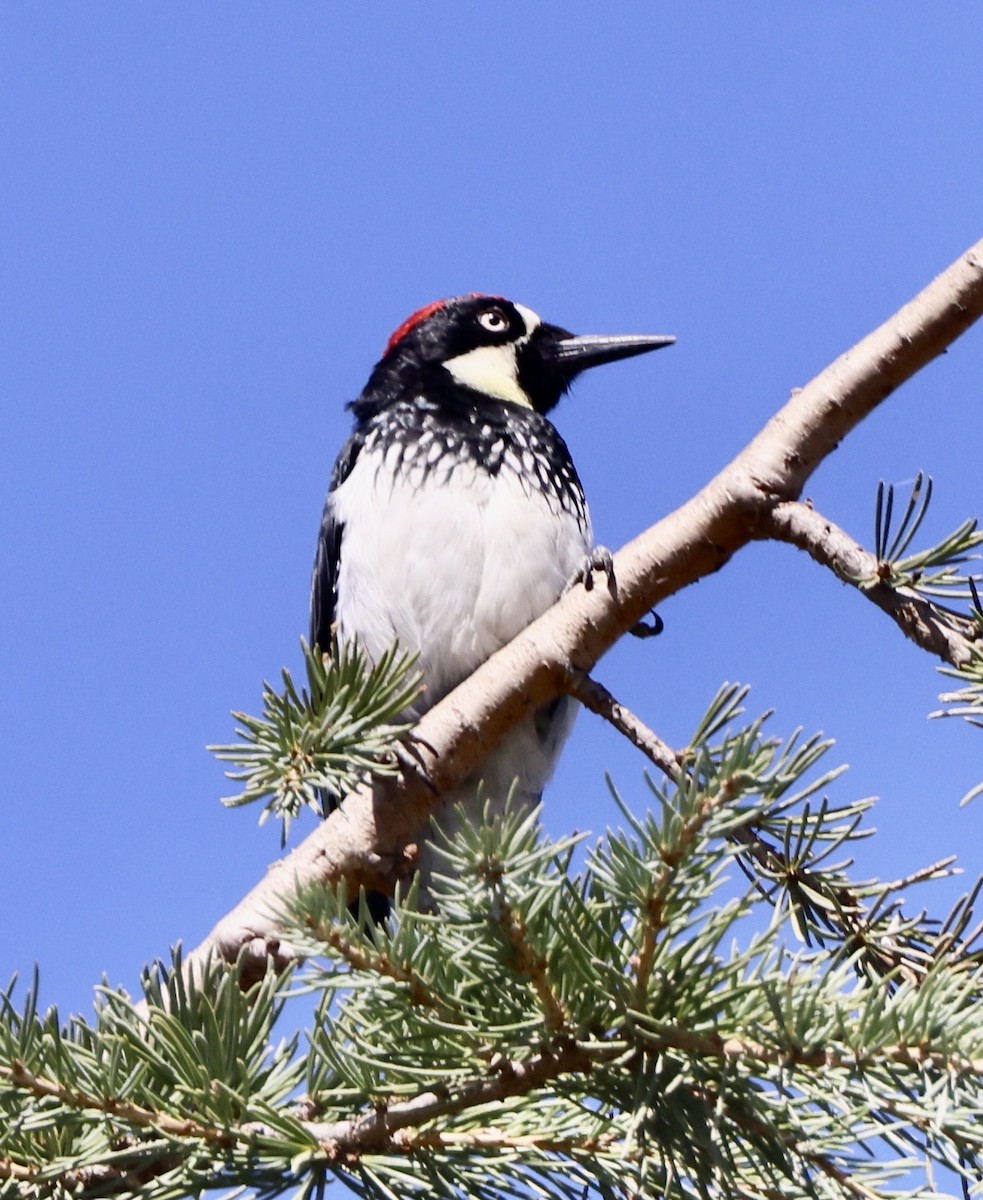 Acorn Woodpecker - ML642462060