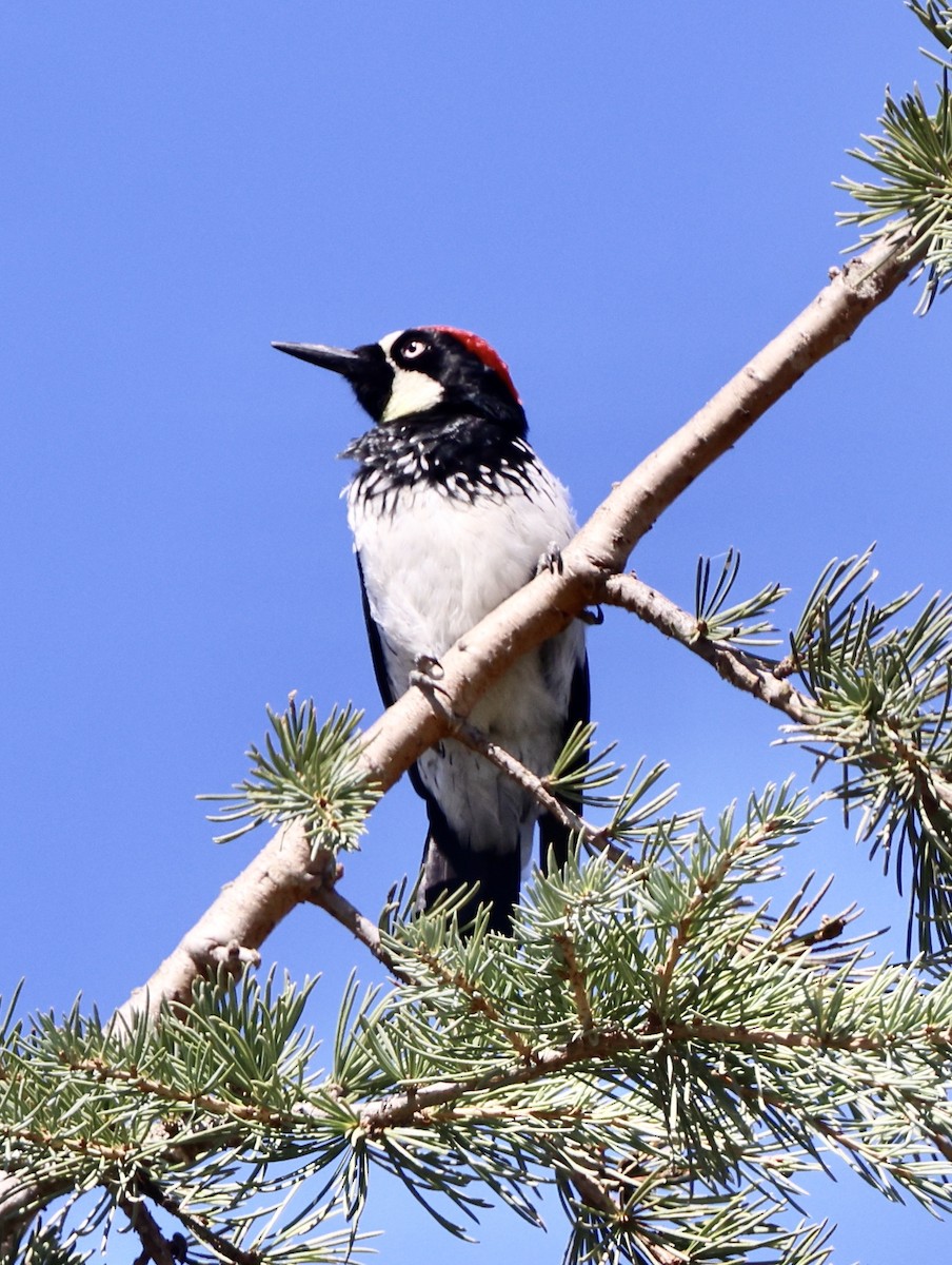 Acorn Woodpecker - ML642462061