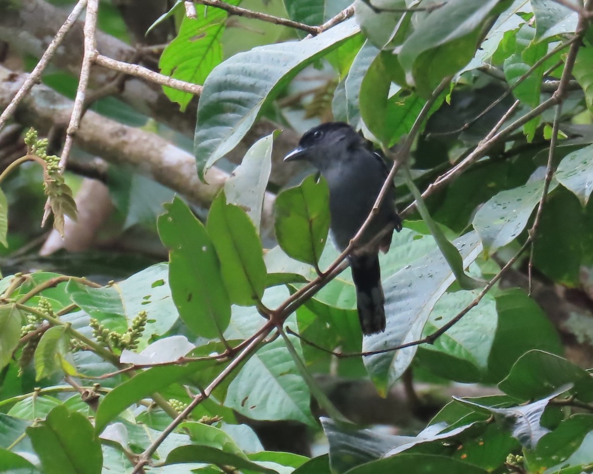 White-winged Becard - ML642462067