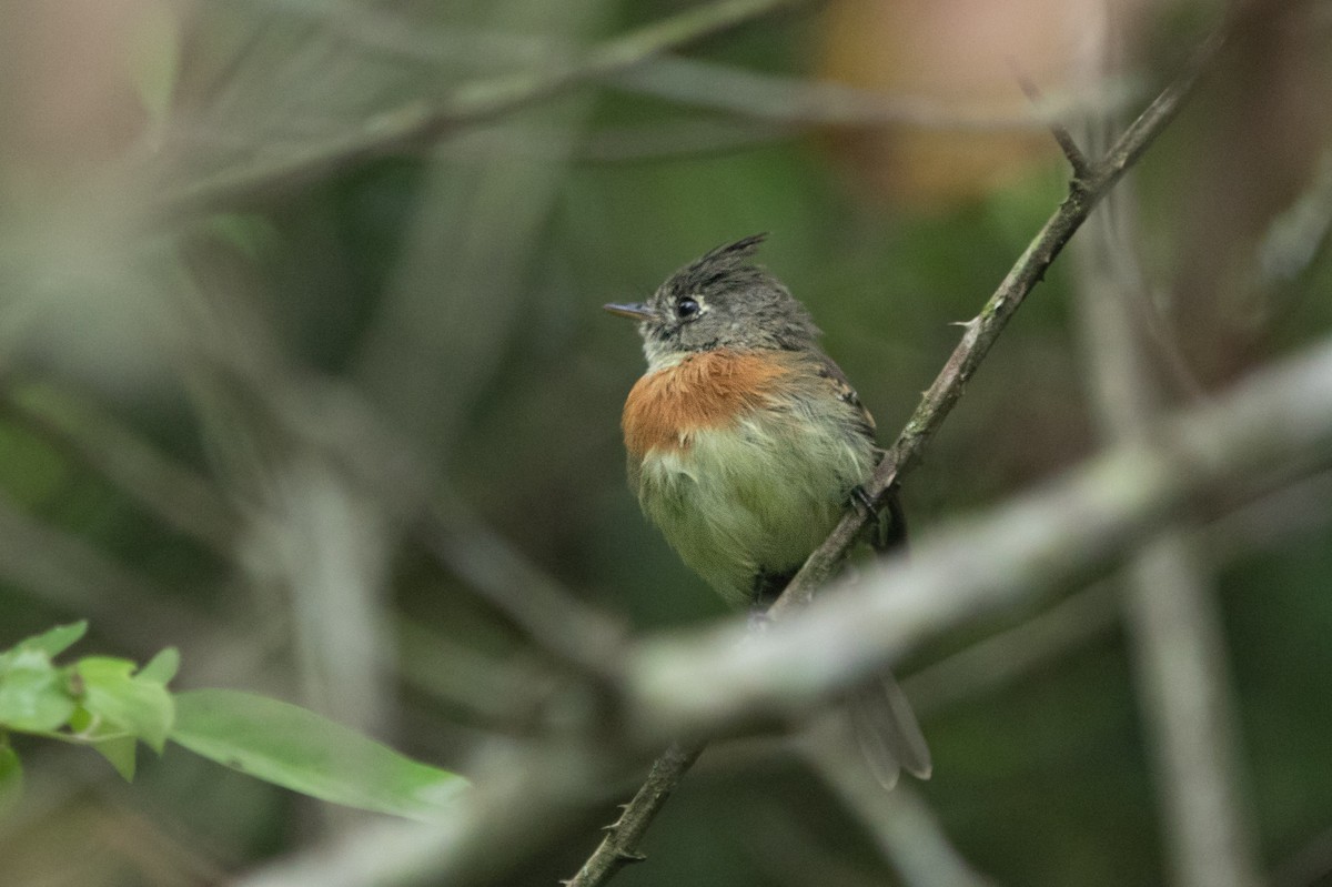 Belted Flycatcher - ML642462136