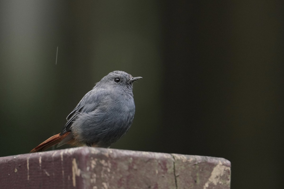Plumbeous Redstart - ML642462149