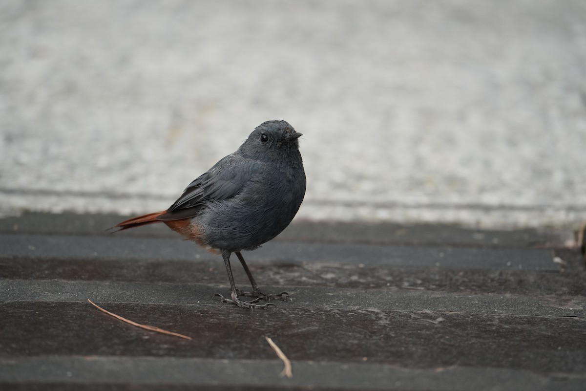 Plumbeous Redstart - ML642462150