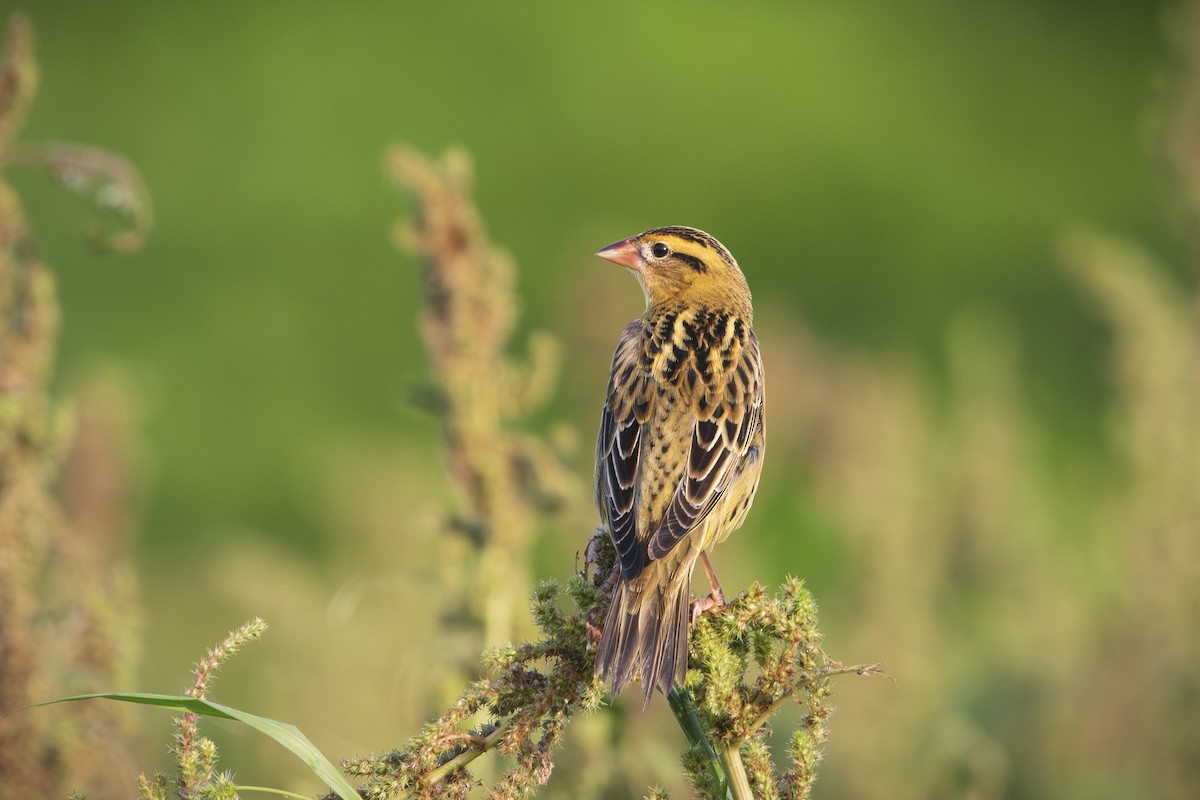 ボボリンク - ML642462157